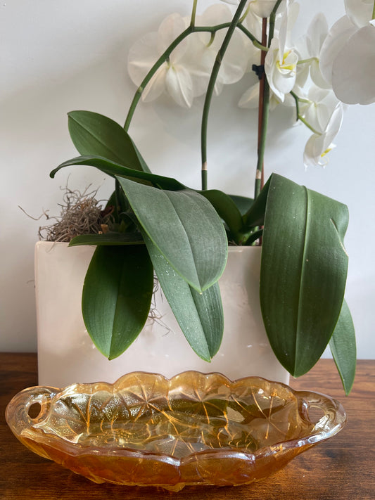 Haus Finds No. 004 — The Amber Dish
